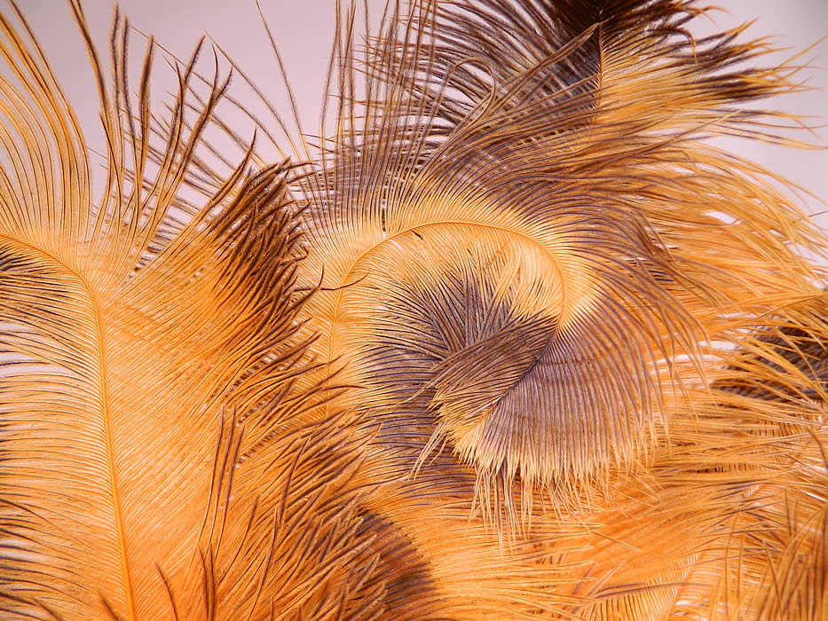 Vintage Golden Butterscotch Yellow Brown Tip Ostrich Feather Flapper Fan. This fabulous flapper fan measures 21 inches long and 35 inches wide when opened. It is in good condition. This is truly a wonderful piece of feather art!